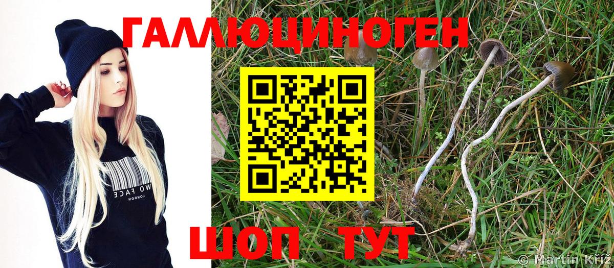 Изобильный  Псилоцибиновые грибы Psilocybine cubensis  Вход с VPN 
